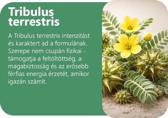 Tribulus-terrestris-card-hu